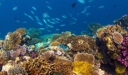 Marine Nature Reserve and underwater trail