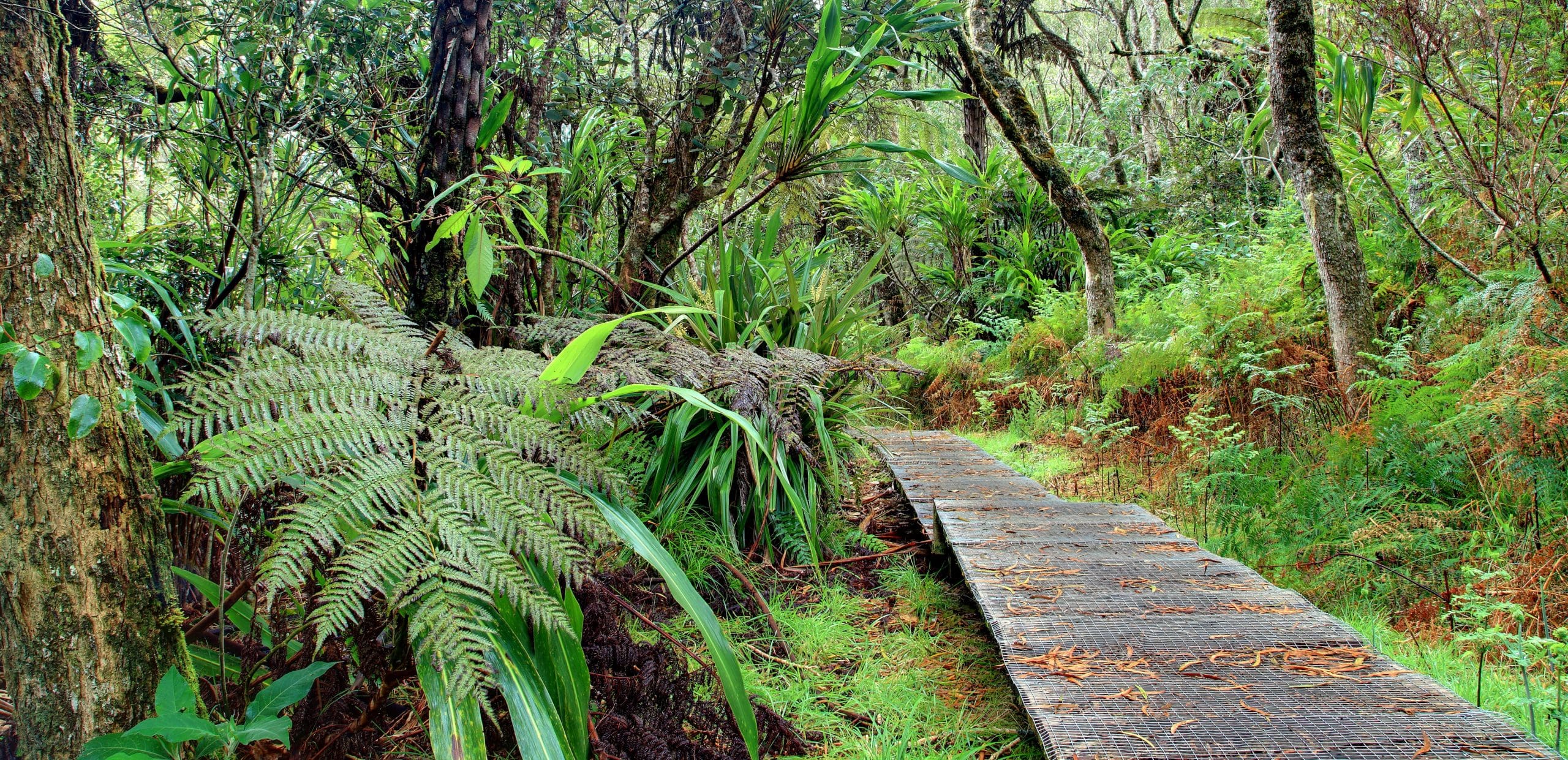 Bébour and Bélouve forests
