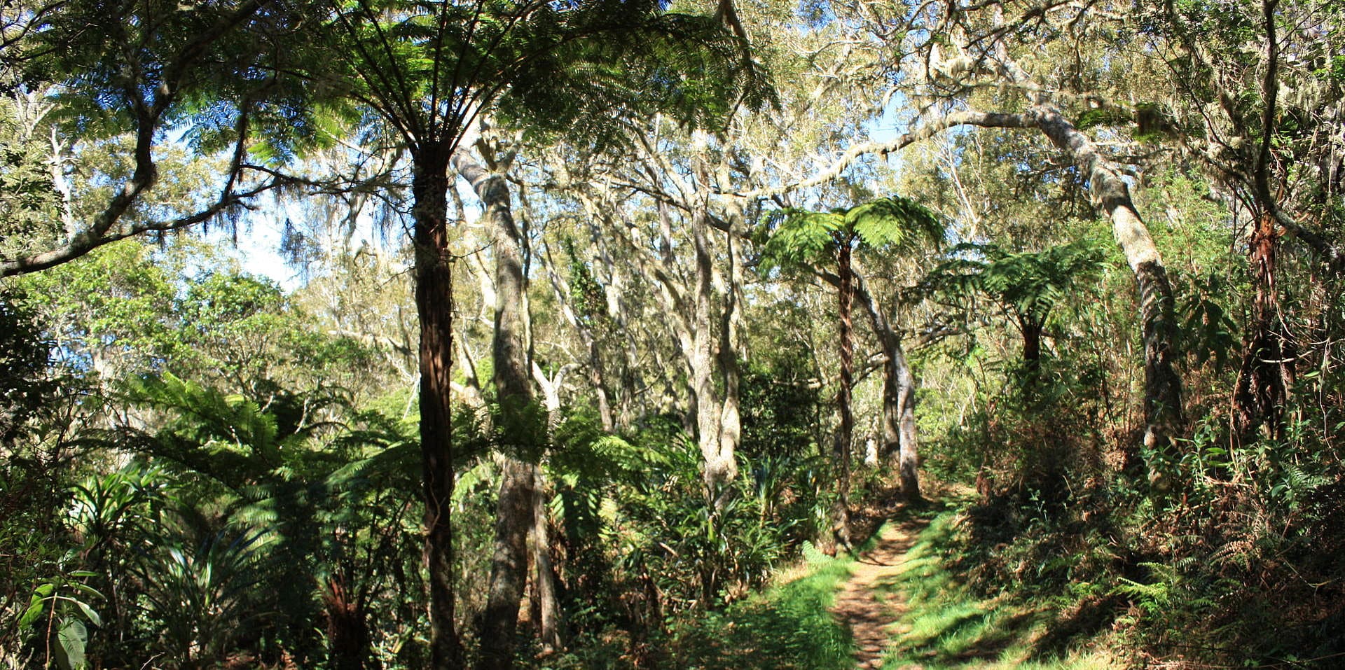 Tévelave forest