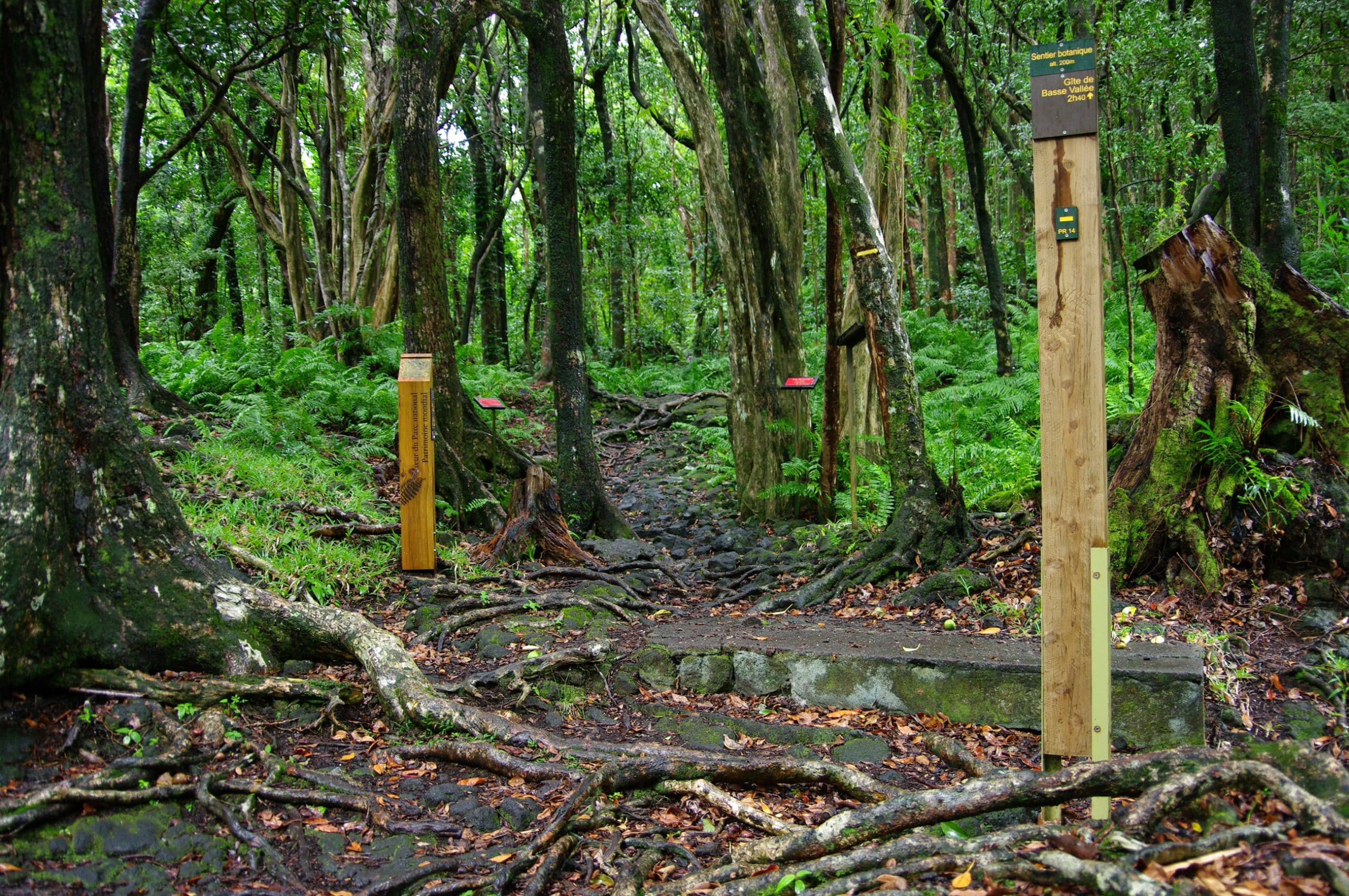 Mare-Longue Forest