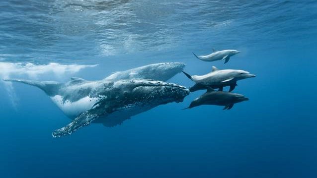 Marine life