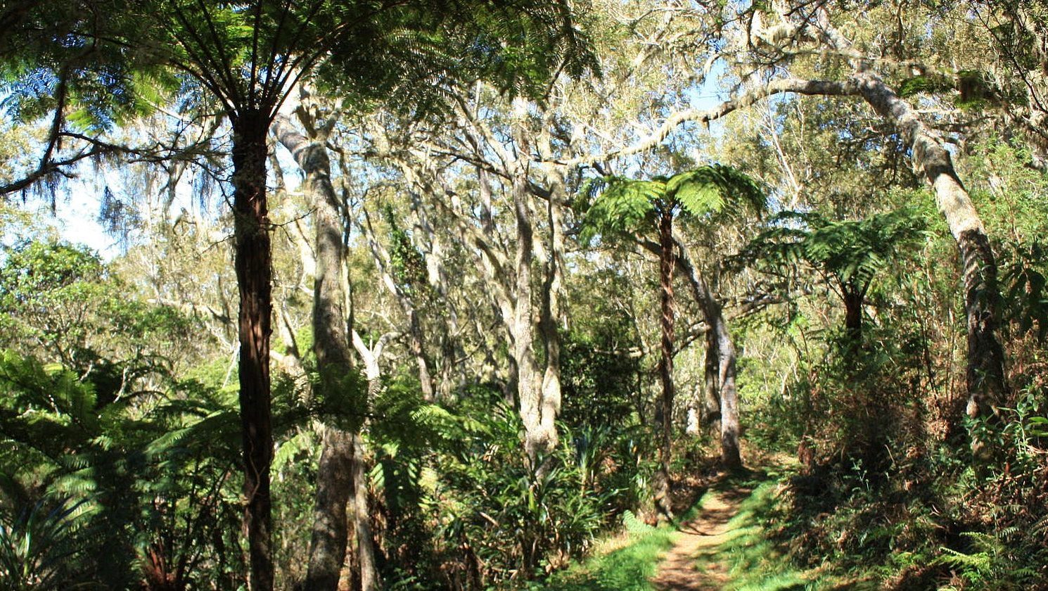 Forêt du Tévelave