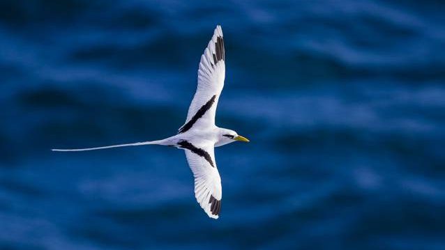 La Biodiversité Terrestre