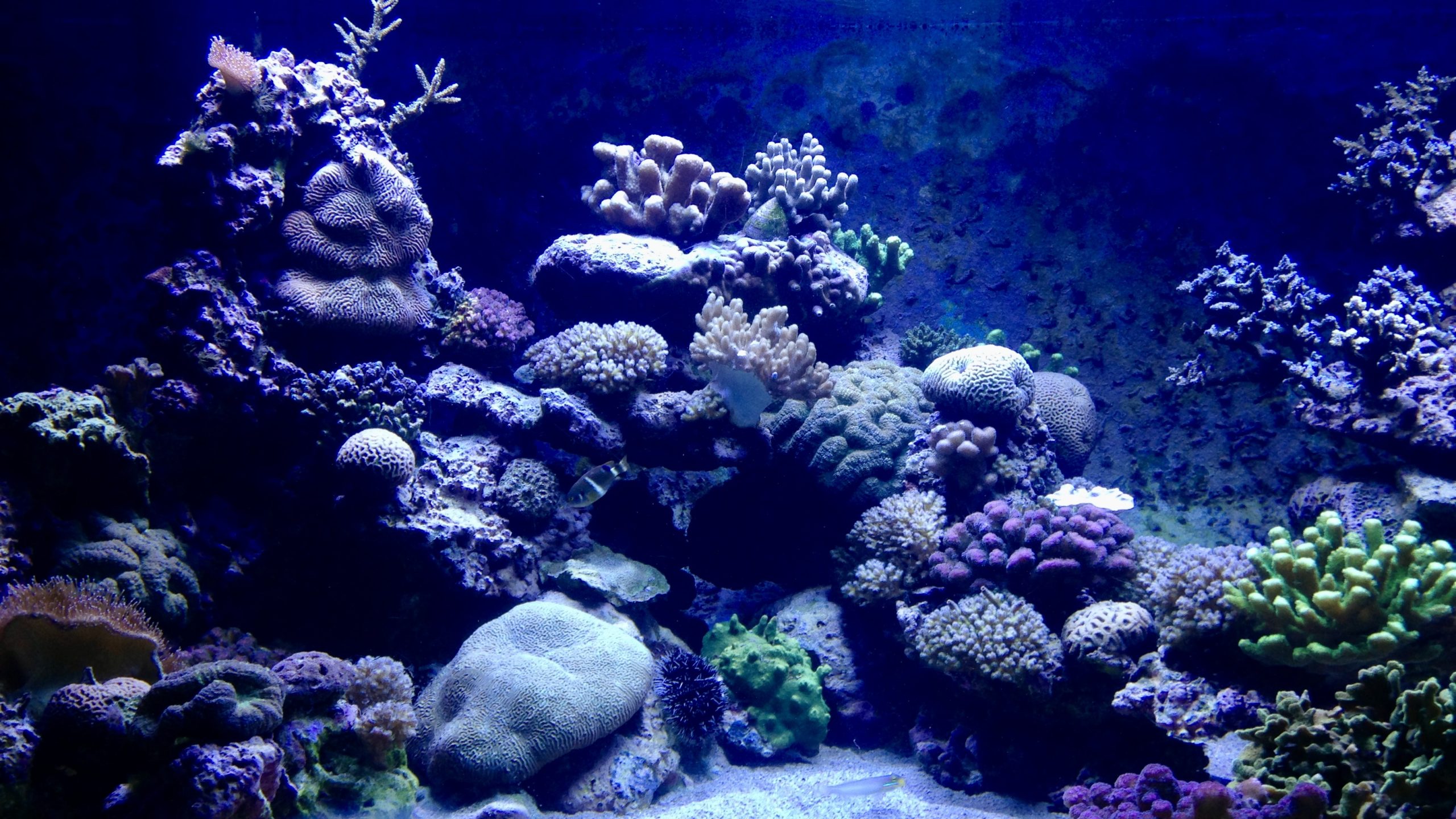 Aquarium de La Réunion