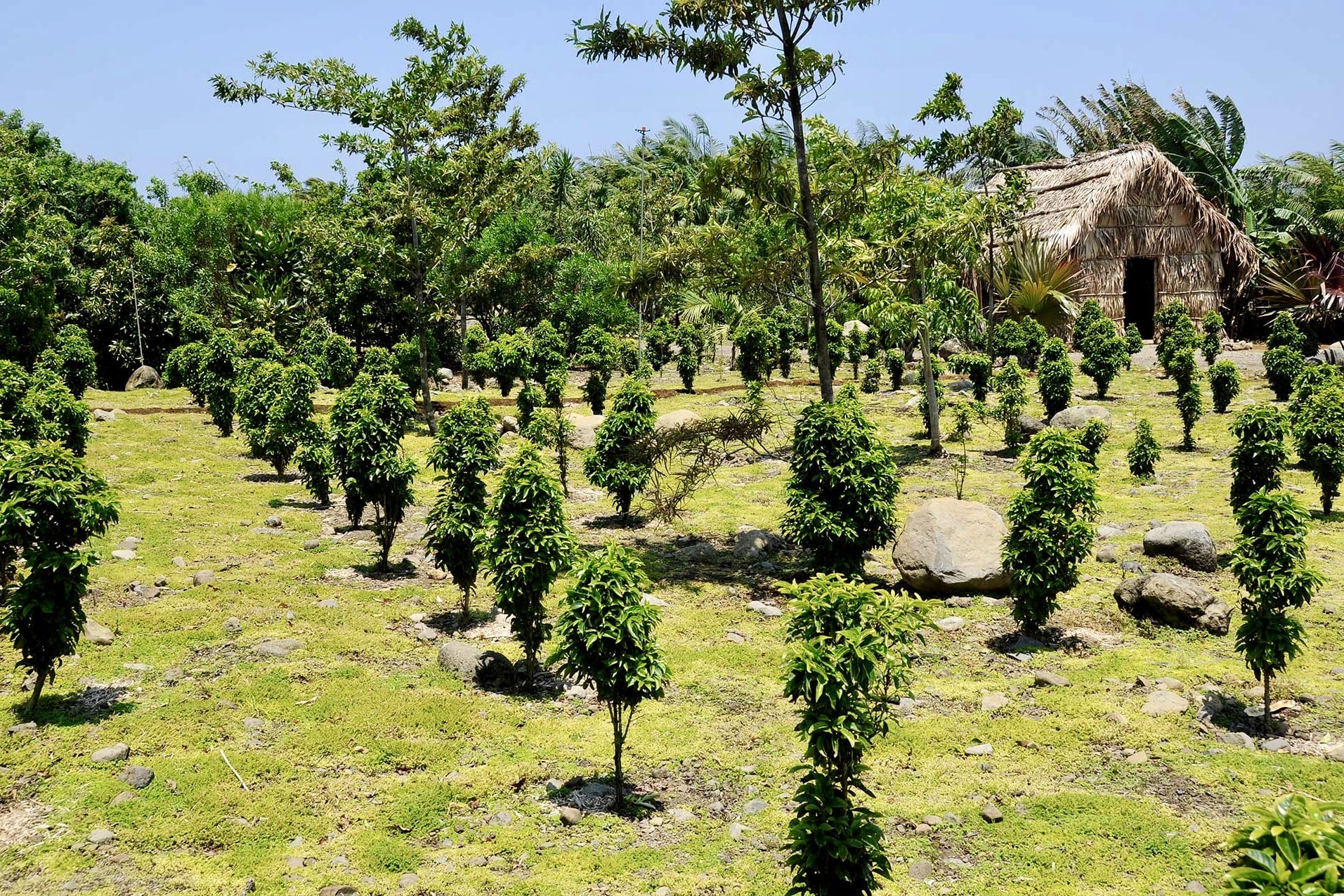 Domaine du Café Grillé – jardin botanique