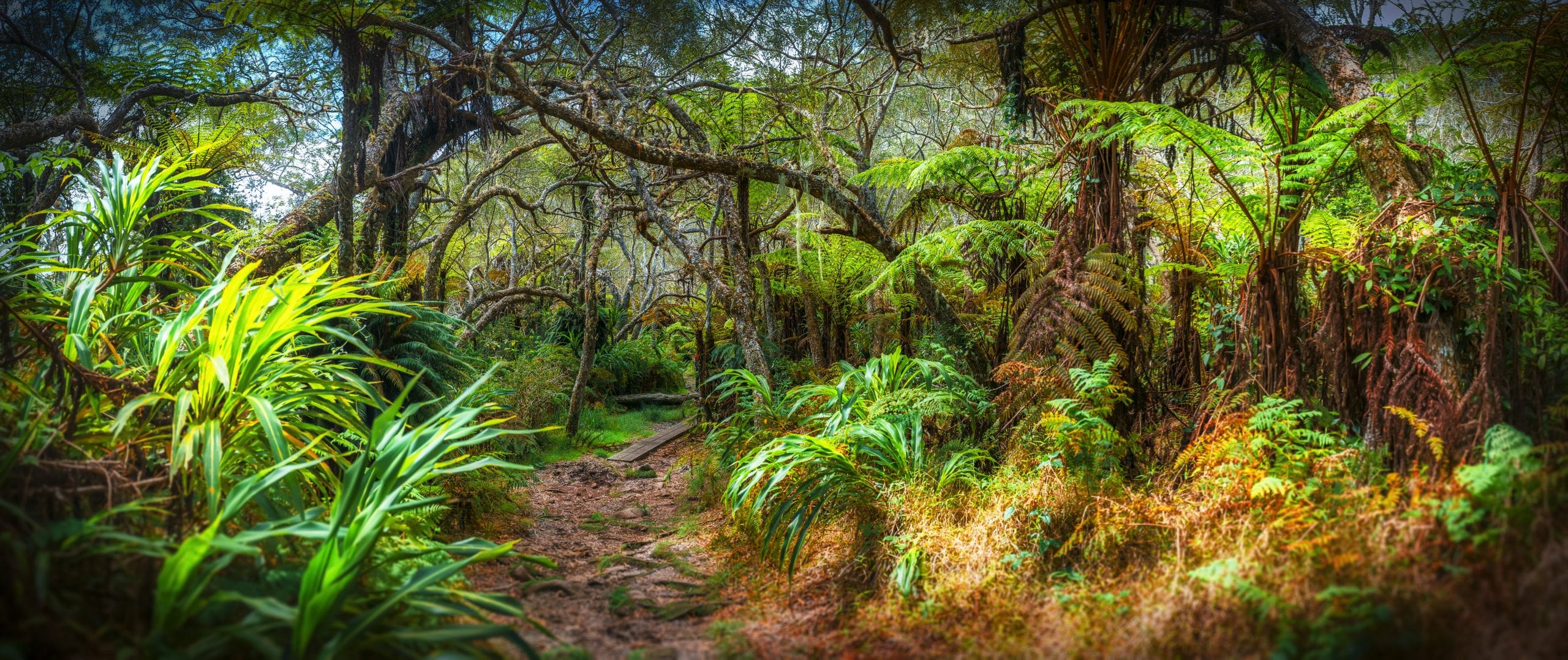 Sentier botanique de Bébour et Bras Cabot