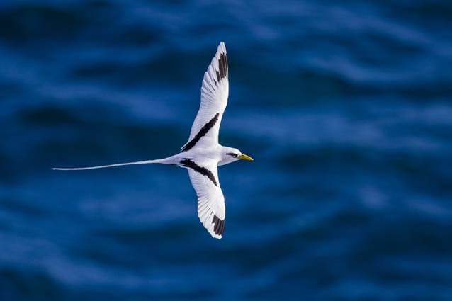 La Biodiversité Terrestre