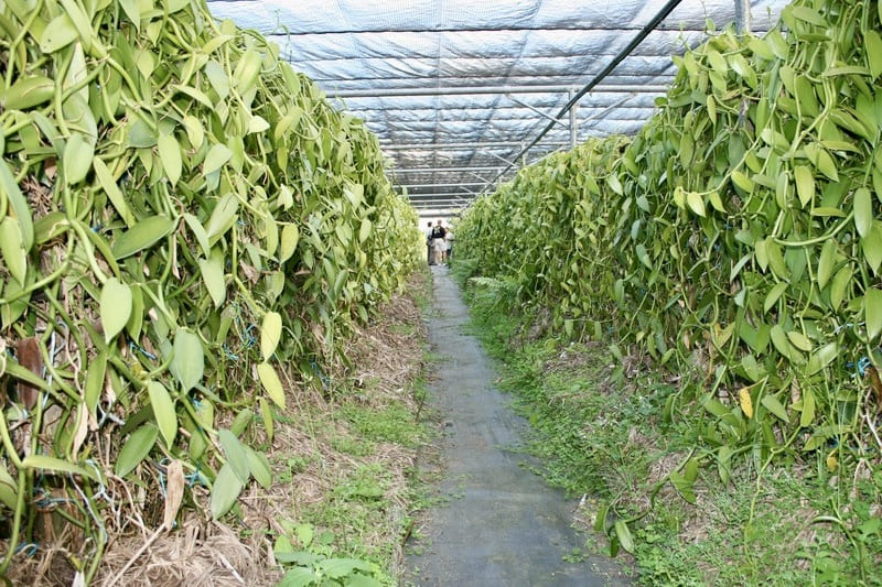 Plantation de la Vanille Roulof